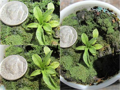 (Yoshinogawa X plantaginea)#1 X Dostoyevsky selfed seedling update photo