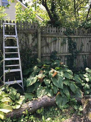 tall boy ladder.jpg