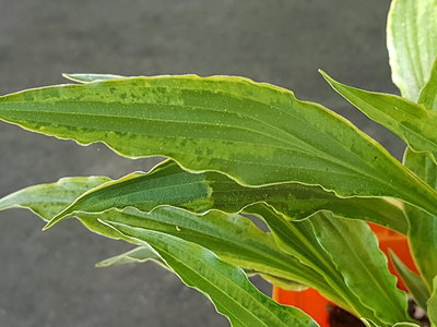 Stiletto leaf - classic hosta HVX?