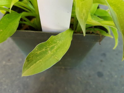 Ground Sulphur leaf