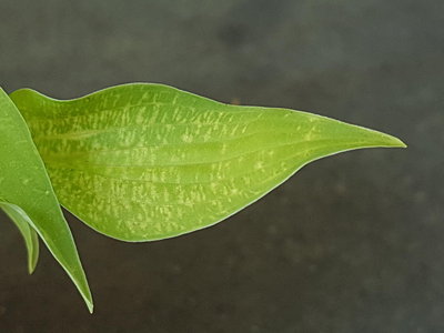 Ground Sulphur leaf