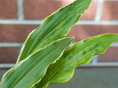 Stiletto leaf