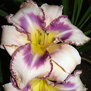 Daylily 'Destined to See'